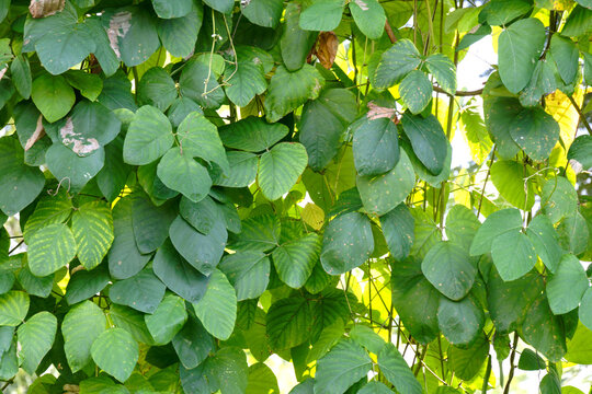 A lush background of Mucuna pruriens leaves showing the vibrant