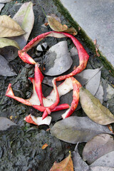 Obraz premium Vibrant Red Apple Peel Discarded Among Decaying Autumn Leaves and Mud, Representing the Cycle of Nature, Decomposition, and Impermanence in the Environment