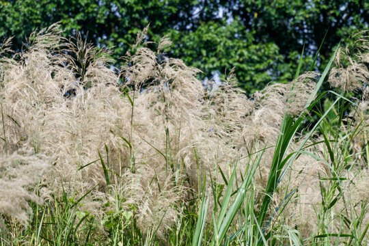 Beautiful Phragmites karka stalks with feathery beige panicles rising against a lush green forest background in a bright outdoor natural habitat setting