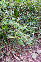 A detailed view of the medicinal plant Phyllanthus amarus also k