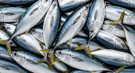 Obraz premium A large school of fresh tuna fish, caught and piled high, showcasing their iridescent scales and yellow fins