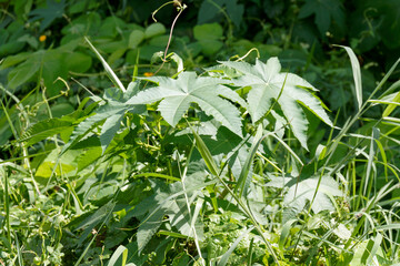 Vibrant Ricinus communis plant with large palmately lobed green leaves growing wild in a sunny lush meadow landscape setting during a bright summer day
