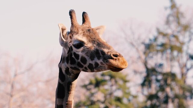 4K slow motion close-up of a giraffe head. Detailed portrait of a majestic animal looking and chewing.