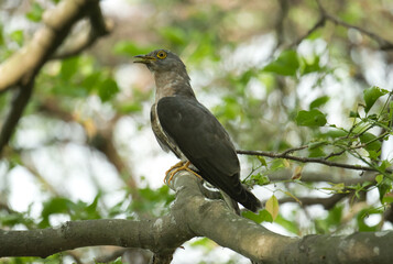 Fototapeta premium A Grey-bellied Cuckoo (Cacomantis passerinus), also known as the Indian Plaintive Cuckoo