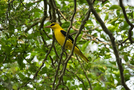 A vibrant Indian Golden Oriole shines like a drop of sunlight among the lush green branches. Its brilliant yellow plumage and black wings create a striking contrast in the calm forest canopy.