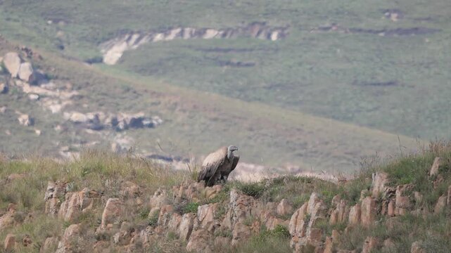 A single Cape vulture - Gyps coprotheres -, also known as Cape griffon and Kolbe's vulture, sitting on a rocky ledge, 4K  video.