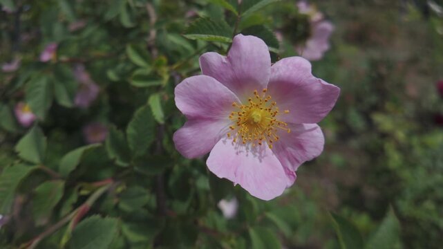Close-up of Sweet briar, Rosa rubiginosa swaying in the breeze 