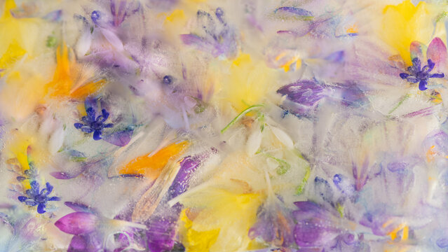 frozen soft palet of early spring; daffodil, snowdrop and crocus flowers