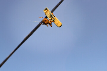 The spider is an ordinary spider sitting on a clothespin. Background Screensaver Cover