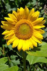Annual sunflower flower on green background close-up