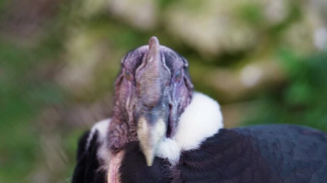 4K slow motion close-up of a male Andean condor head. Detailed shot of the majestic scavenger bird with white collar.