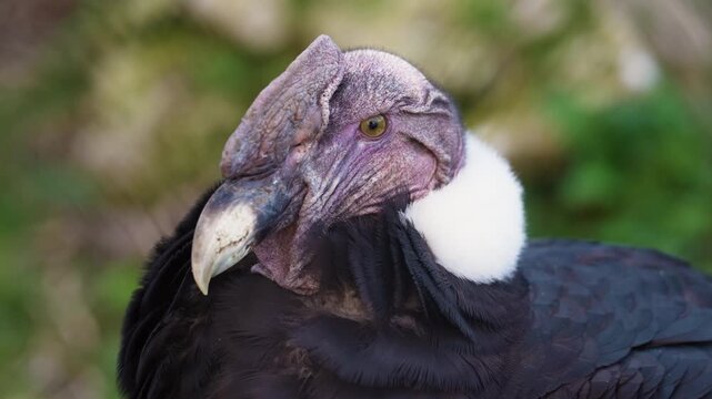 4K slow motion close-up of a male Andean condor head. Detailed shot of the majestic scavenger bird with white collar.