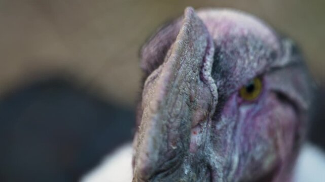 4K slow motion close-up of a male Andean condor head. Detailed shot of the majestic scavenger bird with white collar.