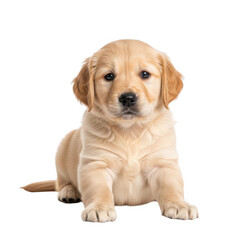 Adorable golden retriever puppy lying down isolated on transparent background looking cute