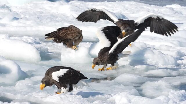 Steller's sea eagles and white-tailed eagles feeding on drift ice, 4K slow motion, Shiretoko, Japan.