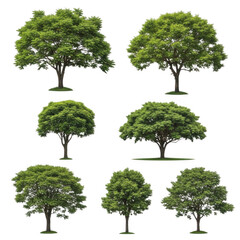 Collection of six different green trees with varying leafy canopies isolated on transparent background