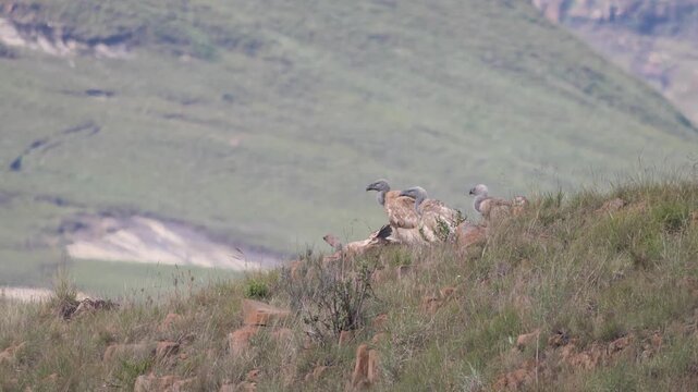 Close-up of a group of Cape vulture - Gyps coprotheres -, also known as Cape griffon and Kolbe's vulture, sitting on a rocky ledge. 4K Video.