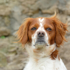 Spaniel breton