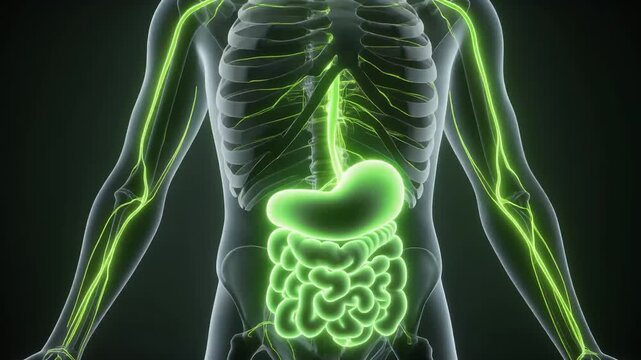 An anatomical visualization of the human digestive system with glowing green organs and pathways, highlighting the intricate network within the body