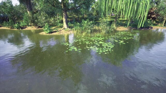 Pond surface dotted with floating lilies and pads, still water mirroring willow and sky, subtle algae and duckweed at edges, peaceful closeup perfect