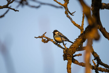 Great tit (Parus major) perched on tree branch in warm golden evening light © Paul V.