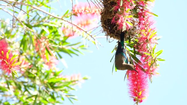 Malachite sunbird (Nectarinia famosa) hang upside down feeding on bottlebrush