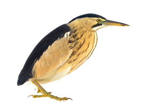 Striking bittern with elegant plumage and striking eye is isolated against a crisp white background
