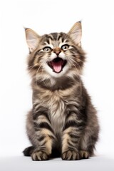 Fototapeta premium Mammal animal kitten cute.