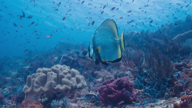 Underwater shot of a Batfish swimming slowly amongst a large school of tropical fish with the beauty of a vibrant coral reef below