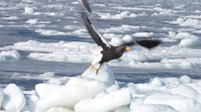 Steller's sea eagle (Haliaeetus pelagicus) taking off and landing on drift ice, 4K slow motion, Shiretoko, Japan.