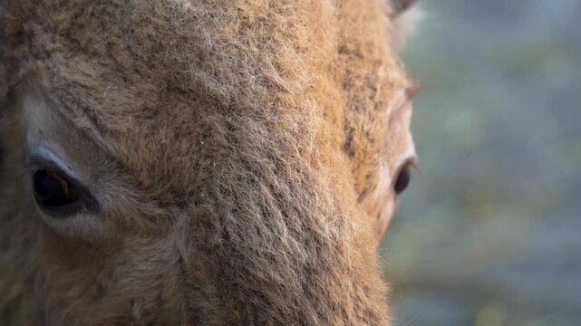 4K slow motion close-up of an American bison chewing. Detailed portrait of the iconic prairie mammal showing its powerful jaws, thick dark fur, and calm rhythmic movement.