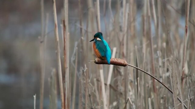 Kingfisher Bird on a Reed