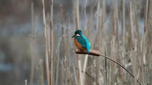 Kingfisher Bird on a Reed