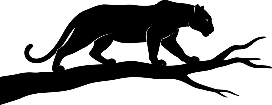 Wild panther walking on a tree branch silhouette
