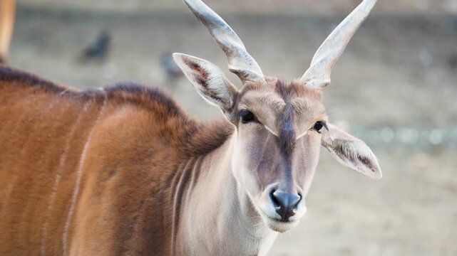 4K slow motion close-up of a Common eland head. Detailed portrait of the world's largest antelope featuring its spiraled horns and calm gaze
