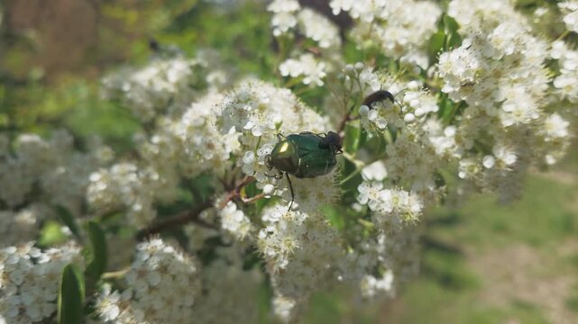 Close-up of Copper chafer (Protaetia cuprea) and other beetles feeding on small white flowers of flowering Scarlet firethorn (Pyracantha coccinea)