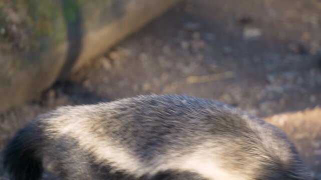 4K slow motion close-up of a honey badger sniffing and looking around. Detailed animal head shot.