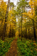Obraz premium Forest path in autumn park covered with falling leaves. Beautiful woodland landscape during fall season for nature background.