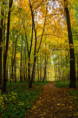 Obraz premium Forest path in autumn park covered with falling leaves. Beautiful woodland landscape during fall season for nature background.