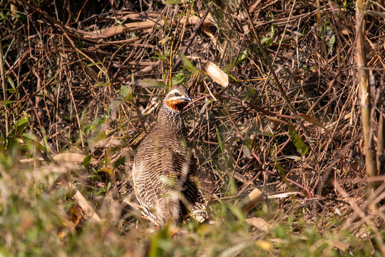 Swamp Francolin, grassland bird in the field