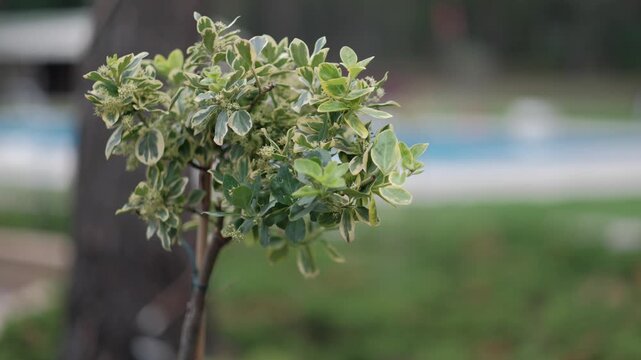 Variegated green and white leaves of a small shrub in a garden setting