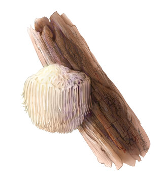 Lion's Mane Mushroom Pencil Hand Drawn Illustration Isolated on White with Clipping Path