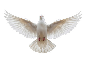 Fototapeta premium White dove flying with wings spread isolated on transparent background