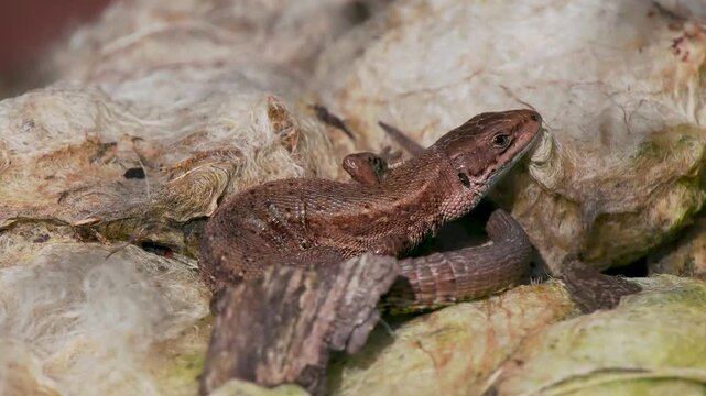 A Common Lizard Basking on Sheep Hair