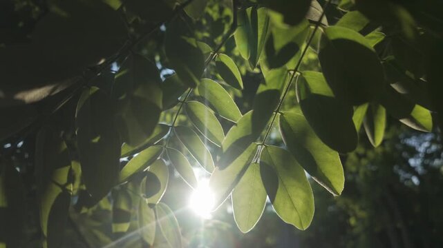 Close-up of green leaves of acacia tree in evening sun light, backlit by sunshine. Bottom view of green foliage of locusts at sunbeams. Sunburst shining through foliages