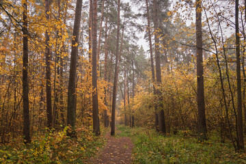 Obraz premium Forest path in autumn through tall pines and maple trees with golden yellow foliage. Natural beauty and tranquility perfect for background image and travel concept. Golden autumn.