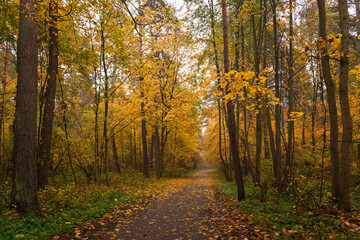 Fototapeta premium Empty road winding through vibrant autumn forest with tall trees and golden foliage. Nature landscape for background or design element.