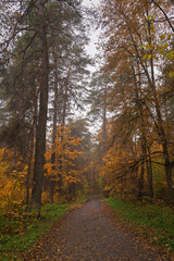 Obraz premium Empty road winding through vibrant autumn forest with tall trees and golden foliage. Nature landscape for background or design element.