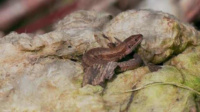A Common Lizard Basking on Sheep Hair