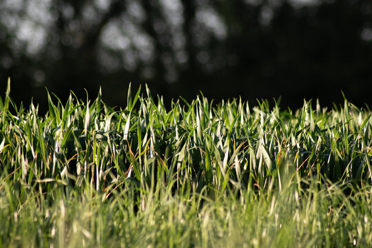 Champs de bl&eacute;s verts au stade feuilles n&oelig;uds durant le printemps en France, vue rasante, format paysage